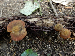 Heimiomyces atrofulvus