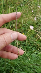 Elionurus tripsacoides