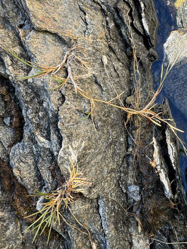 Puccinellia phryganodes, 2026-07-15