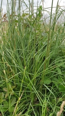 Elionurus tripsacoides