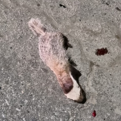 Patagonian Weasel photo 4
