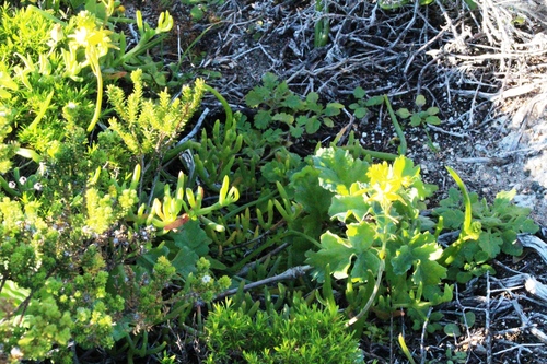 Pelargonium gibbosum, photograph 4