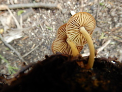 Heimiomyces atrofulvus