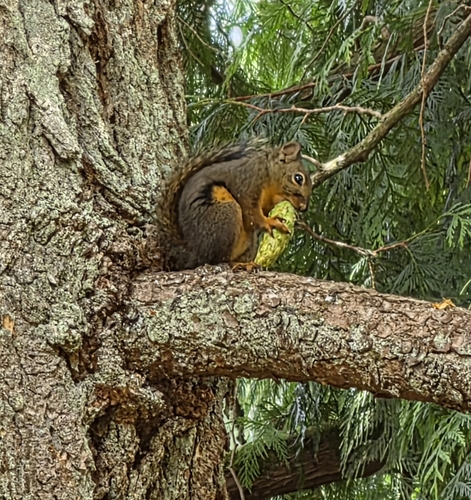 Douglas's Squirrel observed by fernspores