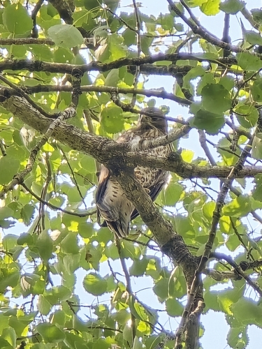 Common Buzzard