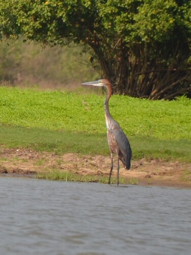 iNaturalist image