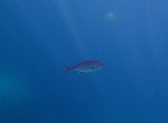 Craterognathus plagiotaenia