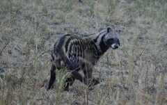 African Civet photo 2
