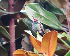 Cynanthus latirostris