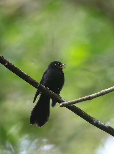 Rhipidura atra observed 2025-10-29