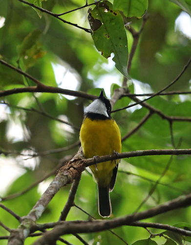 Pachycephala soror observed 2025-10-29