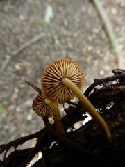 Heimiomyces atrofulvus