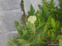 Achillea filipendulina