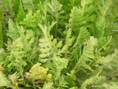 Achillea filipendulina