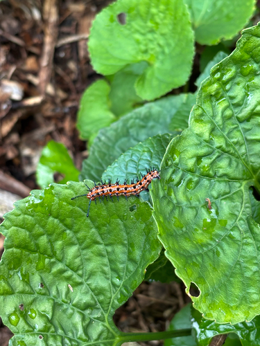 iNaturalist observation photo of Euptoieta