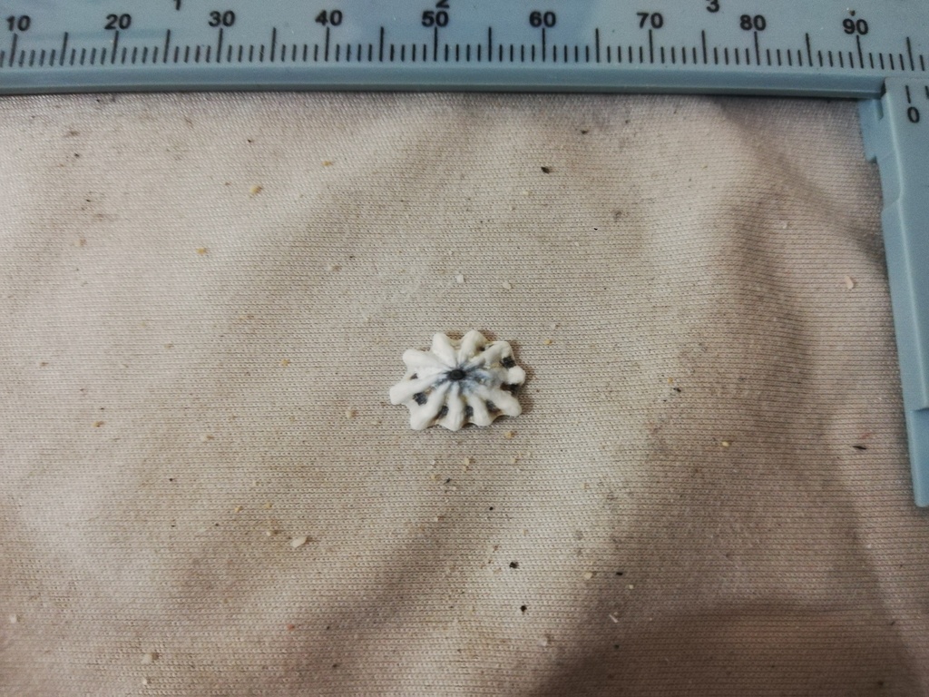 Lottia pediculus