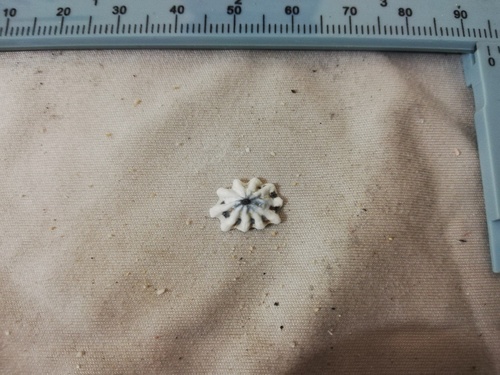 Lottia pediculus
