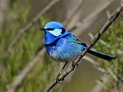 Splendid Fairywren - Photo (c) David Cook, some rights reserved (CC BY-NC)