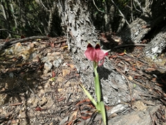 Serapias cordigera