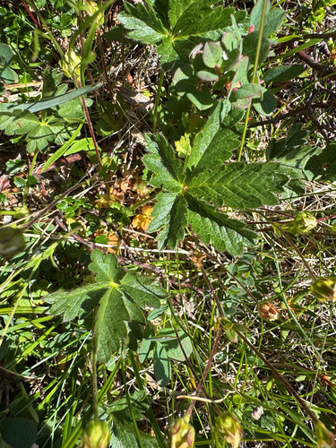 Potentilla crantzii