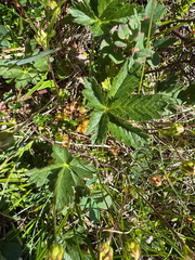 Potentilla crantzii