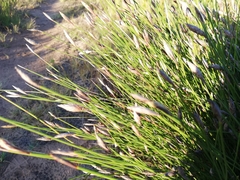 Hypodiscus willdenowia