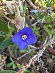Veronica fruticans, photograph (c) Ida B D Jacobsen, some rights reserved (CC BY)