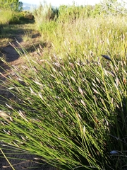 Hypodiscus willdenowia