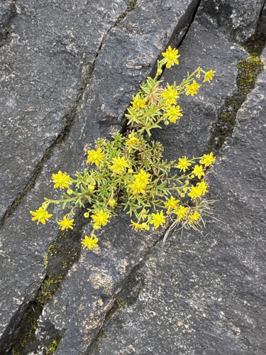 Yellow Saxifrage