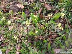 Diplotaxis catholica