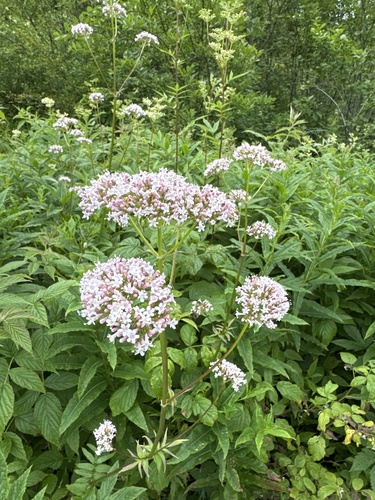 Valeriana excelsa sambucifolia