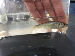 Luxilus chrysocephalus