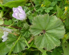 Мальва незамеченная (Malva neglecta): происхождение и применение — фото 2
