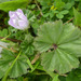 Dwarf Mallow - Photo (c) Allen Browne, some rights reserved (CC BY), uploaded by Allen Browne