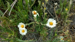 Layia glandulosa
