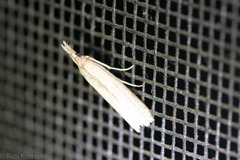 Macrorrhinia endonephele