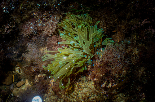 Dictyota flabellata observed 2026-07-17