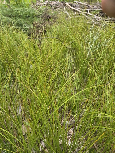 Carex siccata, photograph 1