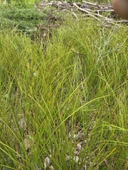 Carex siccata