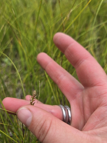 Carex siccata, photograph 2