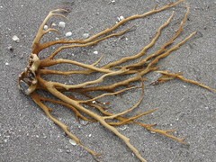 Lessonia trabeculata