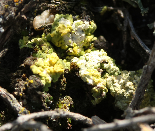 Soil Paint Lichen