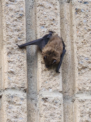 Big Brown Bat observed by rmjk