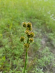 Juncus brachycarpus
