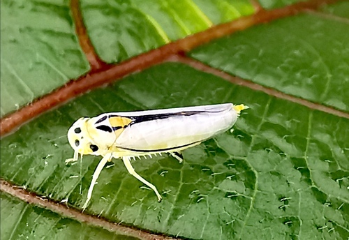 Kolla suturella · iNaturalist