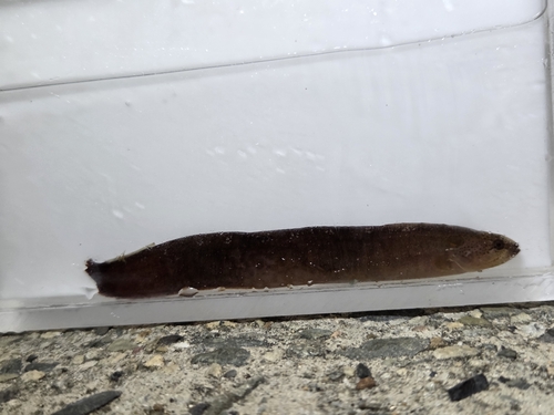 Ribbed gunnel (Dictyosoma burgeri) — Stichaeidae — 2