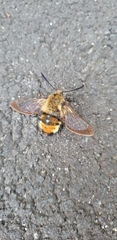 Hemaris tityus