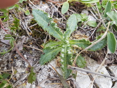 Cirsium acaule