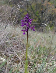 Anacamptis morio caucasica
