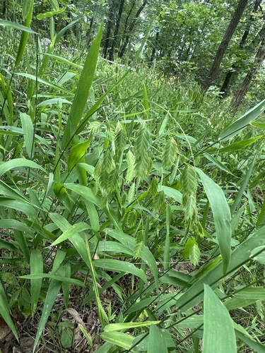 river oats